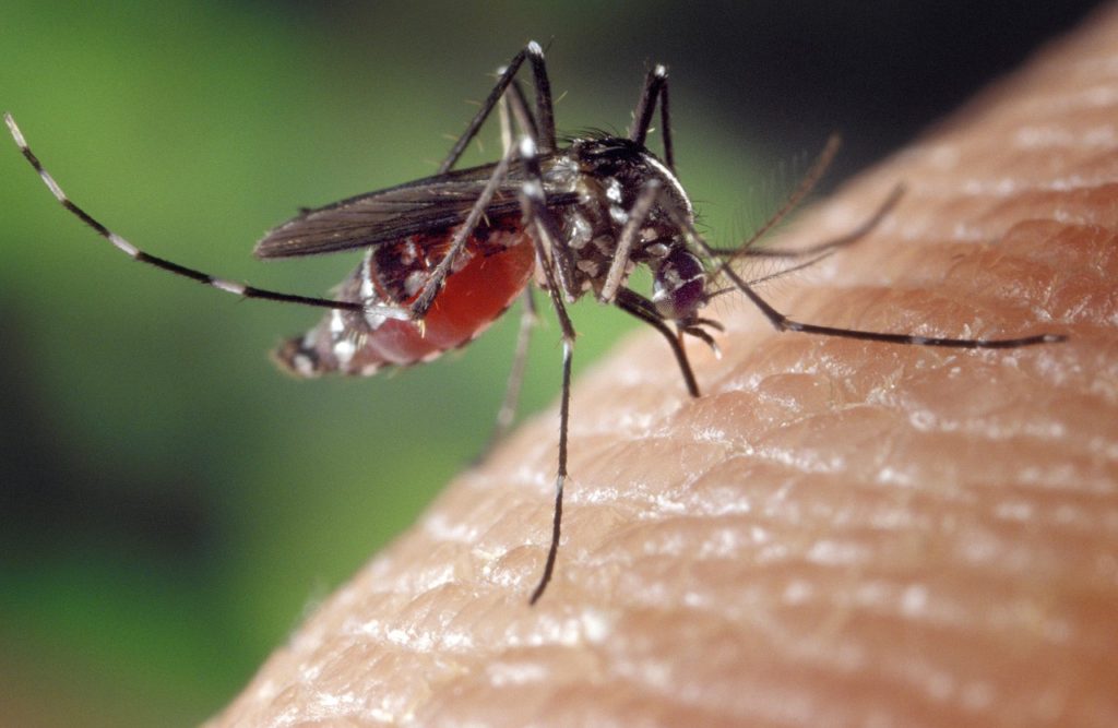 9 cosas que quizás no sabías de los mosquitos - 6