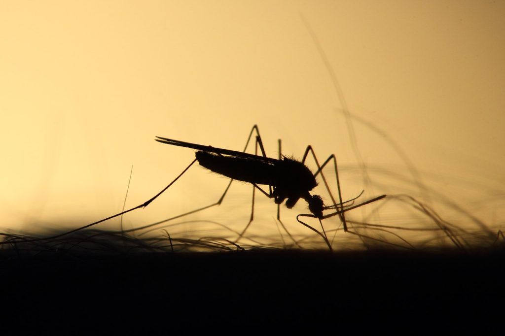 9 cosas que quizás no sabías de los mosquitos - 3