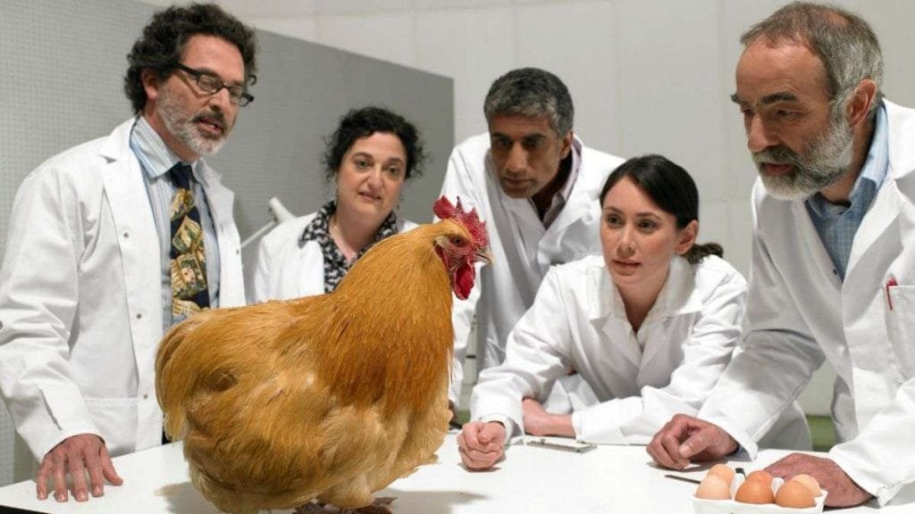 ¿Qué fue primero: el huevo o la gallina? 5 ¿Qué fue primero: el huevo o la gallina? | 5