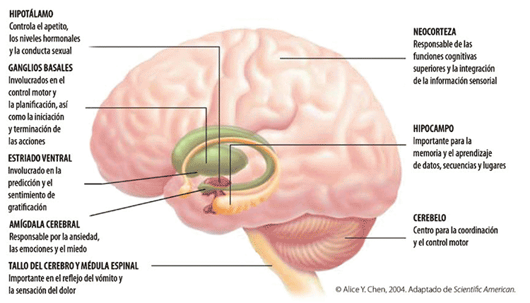 ¿Qué efectos tiene la Marihuana en el cerebro? 3 ¿Qué efectos tiene la Marihuana en el cerebro? | 3