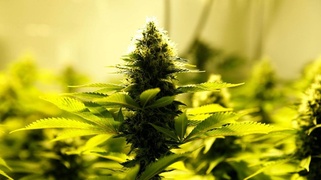 ¿Qué efectos tiene la Marihuana en la salud? 2 ¿Qué efectos tiene la Marihuana en la salud? | 2