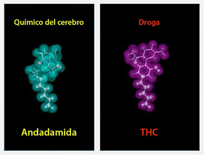 ¿Qué efectos tiene la Marihuana en la salud? 3 ¿Qué efectos tiene la Marihuana en la salud? | 3