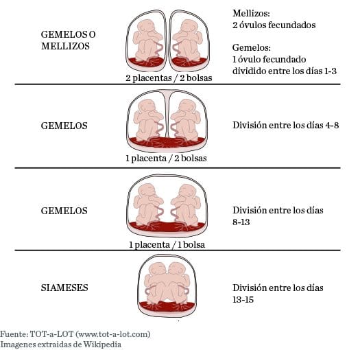 Gemelos y mellizos: ¿En que se diferencian? 2 gemelos fecundacion