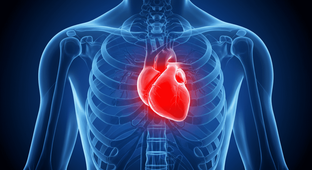 Corazón anatomía humana ilustración salud medicina. Imagen de un corazón en el cuerpo humano transparente, representación anatómica. Ideal para contenido sobre salud cardiovascular y medicina.