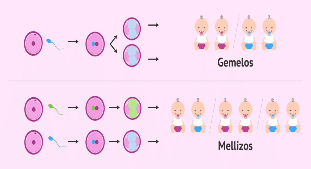 ¿Qué diferencia hay entre gemelos y mellizos? Explicación sencilla 3 Infografía sobre la diferencia entre gemelos (idénticos) y mellizos (fraternos). Diagrama visual del proceso de fecundación y desarrollo.