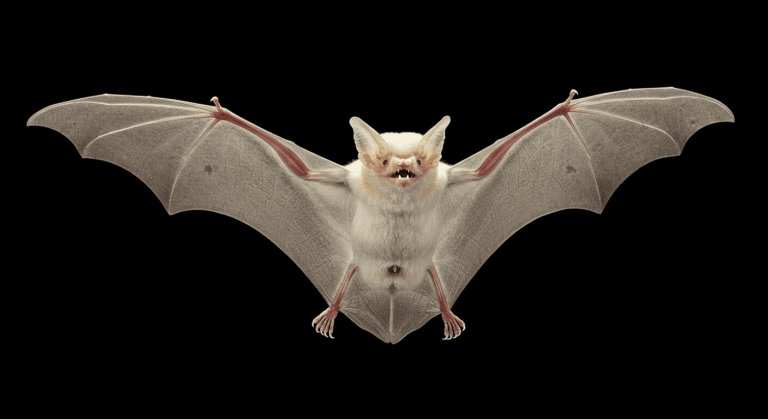 Murciélago volando sobre fondo negro. Imagen de primer plano de un murciélago en vuelo, mostrando sus alas extendidas y su cuerpo blanco. Foto ideal para contenido sobre vida silvestre, fauna nocturna y conservación de animales.