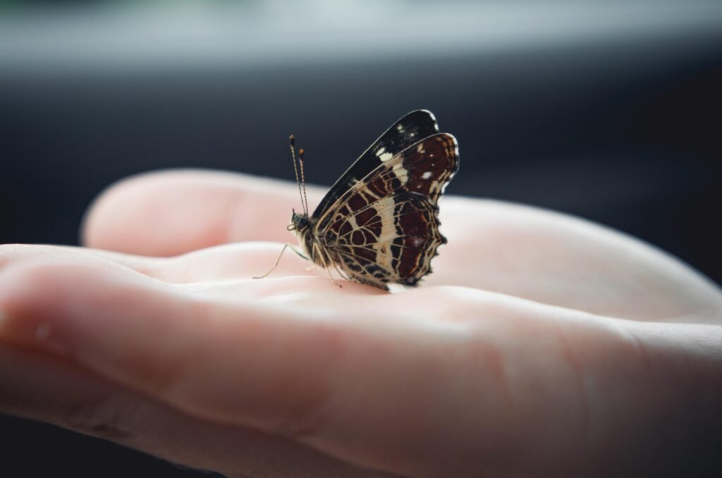 Hipótesis Gaia: ¿Es la Tierra un Ser Vivo? 2 Mariposa posada en la palma de una mano, detalle de belleza natural. Insectos, naturaleza, conservación y biodiversidad
