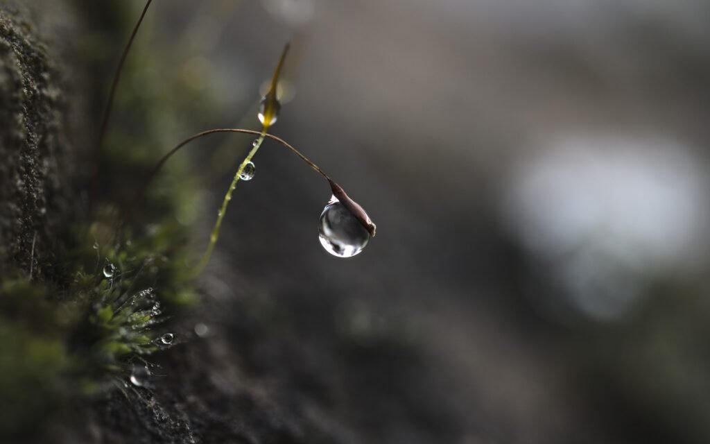 Hipótesis Gaia: ¿Es la Tierra un Ser Vivo? 3 Primer plano de gotas de agua sobre musgo, detalle de la belleza natural.