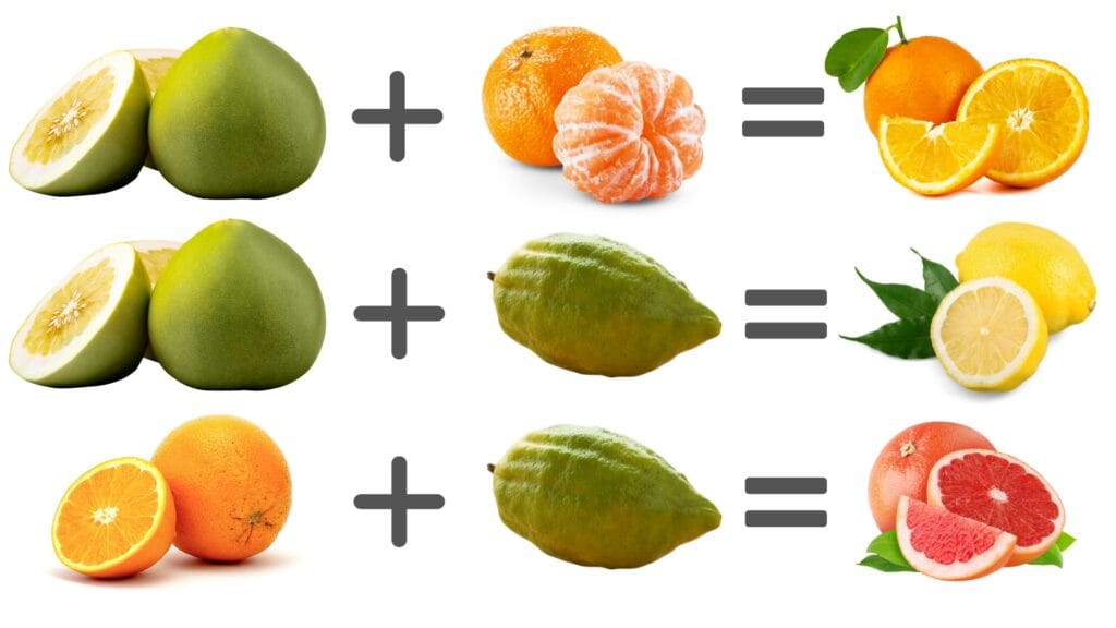 La vida… ¿Nos dio limones para hacer limonada? 3 La vida… ¿Nos dio limones para hacer limonada? 2