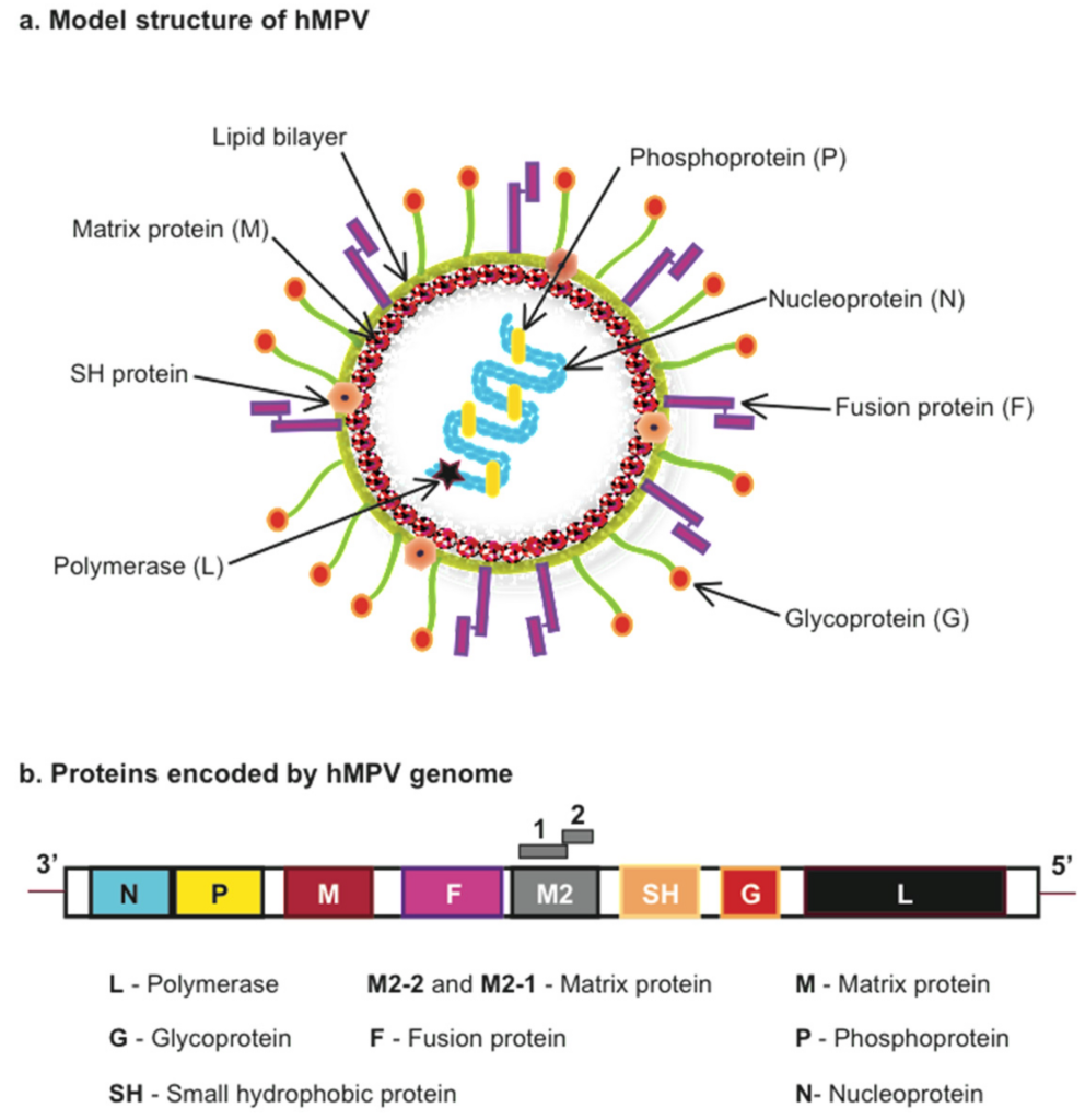 HMPV: Innovaciones en el Control de Infecciones Respiratorias 2 Estructura del modelo y proteínas codificadas por el metapneumovirus humano (hMPV)
