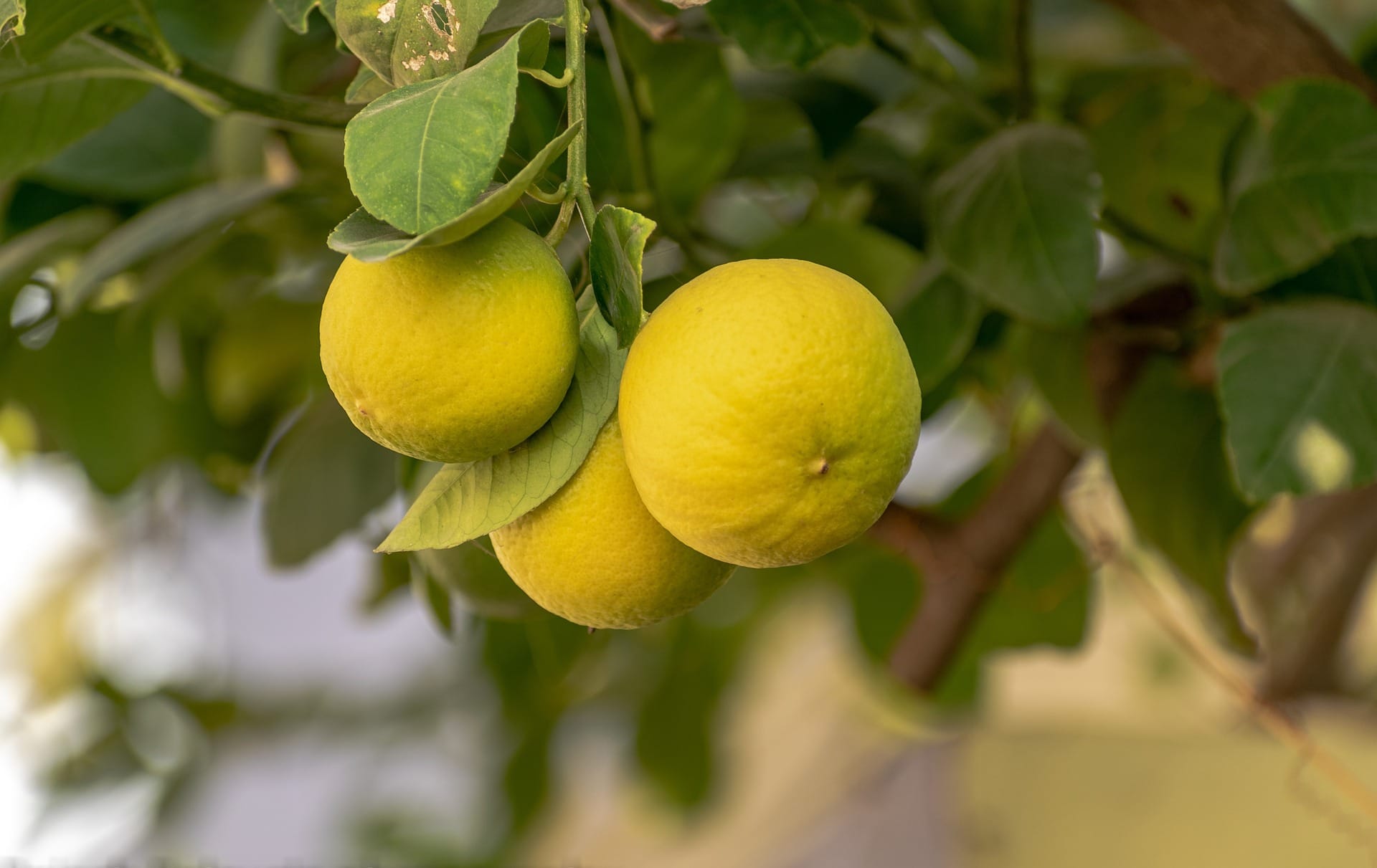 La vida… ¿Nos dio limones para hacer limonada?