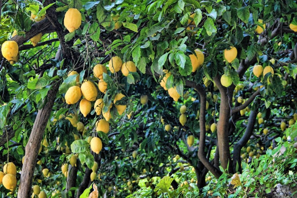 La vida… ¿Nos dio limones para hacer limonada? 5 La vida… ¿Nos dio limones para hacer limonada? 4
