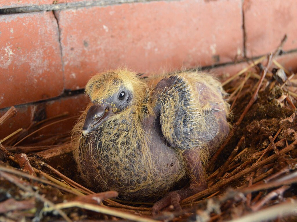 ¿Por qué nunca he visto una paloma bebé? 4 ¿Por qué nunca he visto una paloma bebé? 4