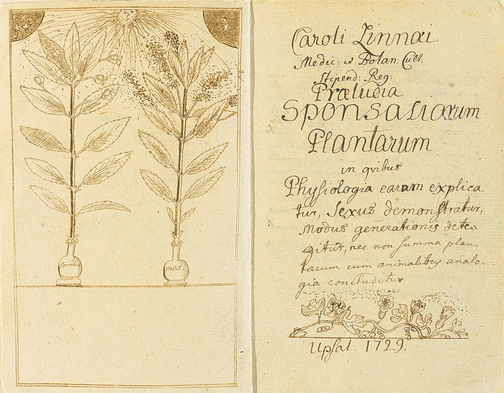 El poder de las plantas medicinales en la historia 4 Ilustración botánica antigua que muestra el detalle de plantas con explicaciones en latín, destacando el enfoque científico de la medicina natural en siglos pasados.