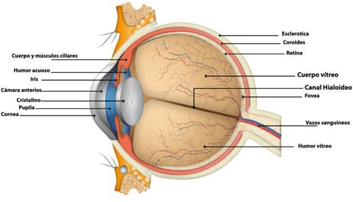 La increíble historia evolutiva del ojo: ¿Cómo llegamos a ver así? 5 La increíble historia evolutiva del ojo: ¿Cómo llegamos a ver así? | 2