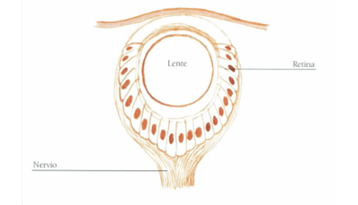 La increíble historia evolutiva del ojo: ¿Cómo llegamos a ver así? 4 Diagrama sencillo de ojo. Ilustración con lente, retina y nervio óptico. Representación gráfica de anatomía ocular para fines educativos