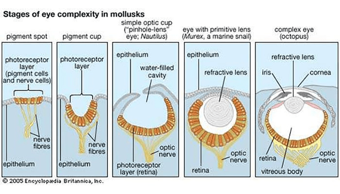 La increíble historia evolutiva del ojo: ¿Cómo llegamos a ver así? 6 La increíble historia evolutiva del ojo: ¿Cómo llegamos a ver así? | 3