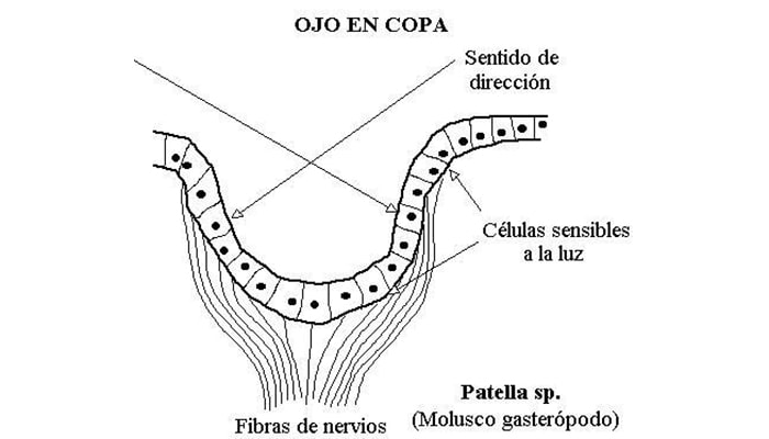 La increíble historia evolutiva del ojo: ¿Cómo llegamos a ver así? 3 La increíble historia evolutiva del ojo: ¿Cómo llegamos a ver así? | 1
