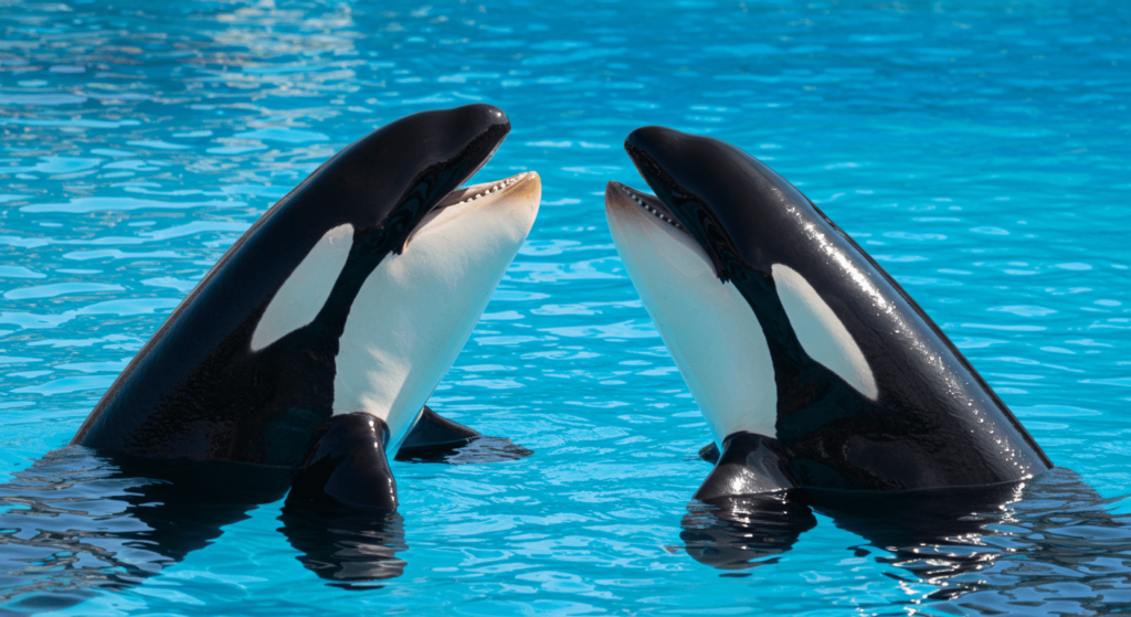 Las orcas: las "ballenas asesinas" y su fascinante inteligencia 1 Las orcas: las "ballenas asesinas" y su fascinante inteligencia | 1