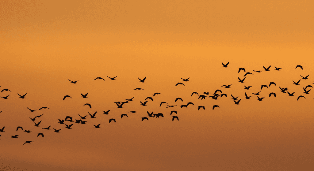La orientación de las aves: cómo encuentran su camino durante la migración 5 Bandada de gansos volando en cielo anaranjado. Imagen de aves migratorias en la naturaleza. Fotografía accesible para personas con discapacidad visual. Gansos Aves Migración Cielo Naturaleza.