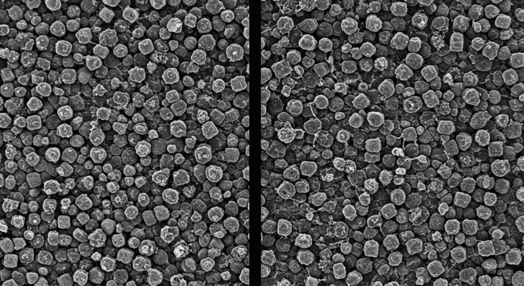 ¿6x1?: ¿Cómo cambian de color los Camaleones? 7 Imagen microscópica de un material estructurado con patrones de celdas y objetos dispersos. Estudio científico de microestructuras. Accesible para personas con discapacidad visual.