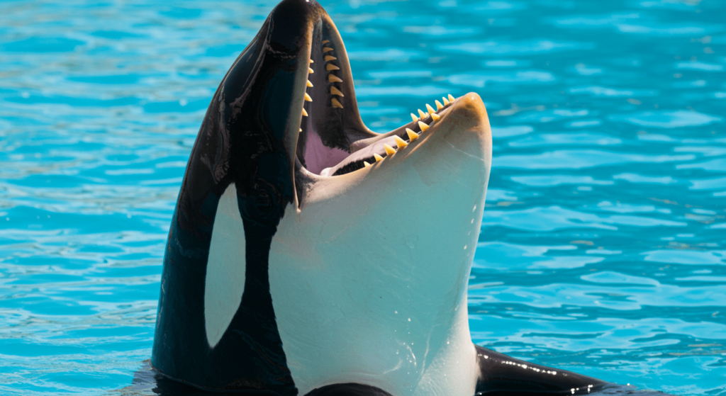Wikie: la primera orca en replicar palabras humanas y lo que eso significa para el estudio de los animales 2 Orca mostrando los dientes en el agua. Imagen de un orca con la boca abierta sobre la superficie del agua azul, revelando sus dientes. Fotografía de cetáceos y fauna marina. Accesibilidad web y SEO.