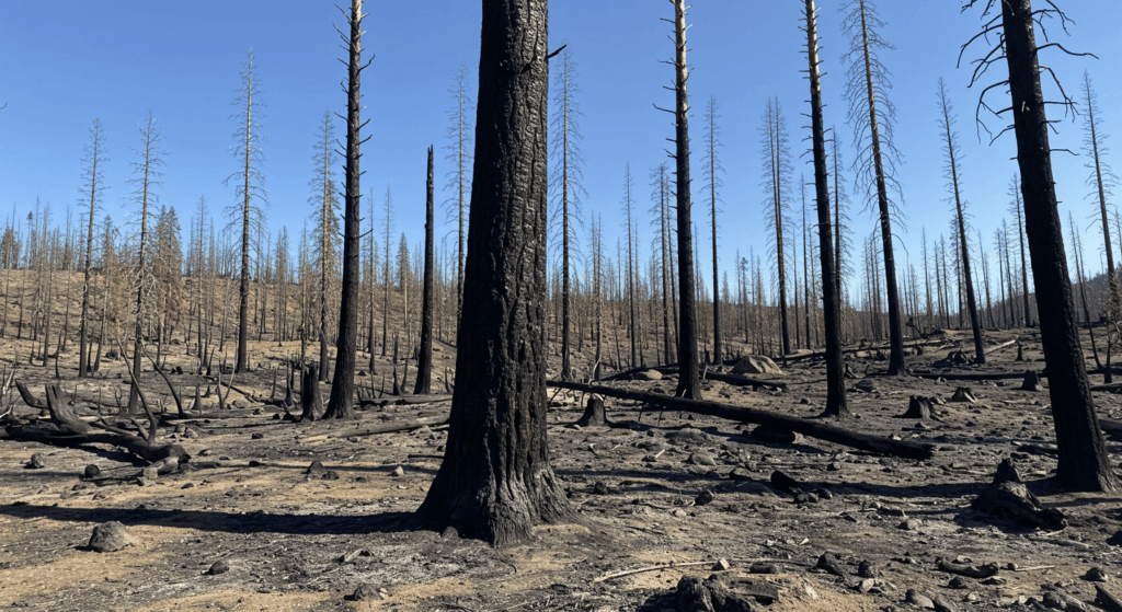 Cómo ha evolucionado la deforestación y qué significa para el medioambiente 3 Cómo ha evolucionado la deforestación y qué significa para el medioambiente | 1