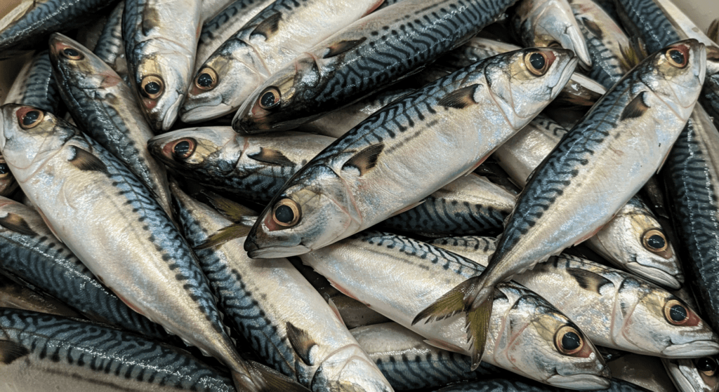 Isla de basura: el impacto de los desechos plásticos en el medioambiente 5 Isla de basura: el impacto de los desechos plásticos en el medioambiente | 3