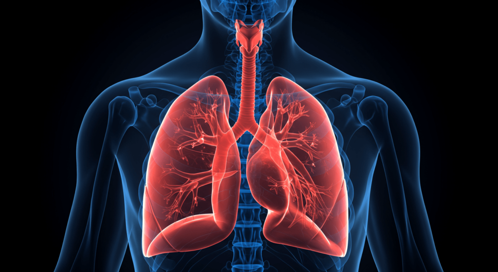 ¿Por qué suspiramos? La ciencia detrás de este acto involuntario 5 Anatomía del sistema respiratorio humano con pulmones y tráquea resaltados. Ilustración médica de los pulmones sobre un esqueleto azul transparente.