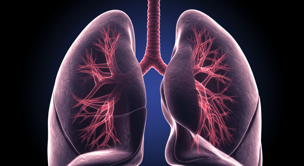 ¿6x1?: ¿Cómo piensan los sordos? 2 Imagen de pulmones humanos con tráquea, ilustración para medicina y biología. Anatomía del sistema respiratorio. Accesibilidad web.