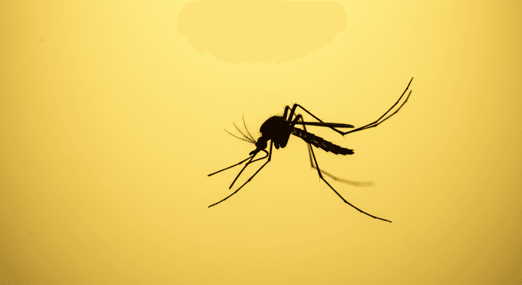 9 datos sorprendentes sobre los mosquitos que quizás desconocías 3 Silueta de mosquito contra fondo dorado. Imagen de mosquito en contraluz. Picadura de mosquito, prevención enfermedades, control de plagas.