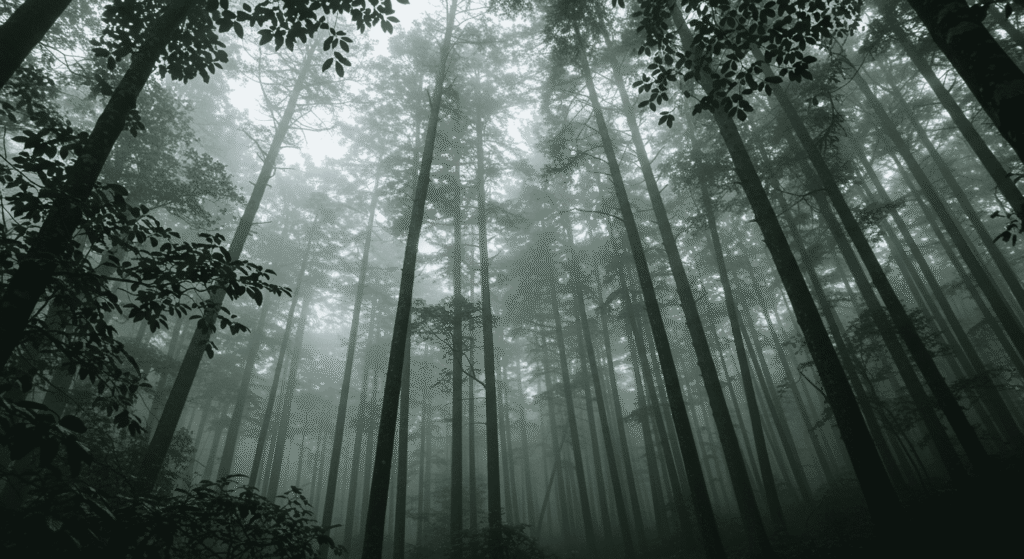 ¿Quién es Slenderman? La Oscura Verdad Tras la Leyenda Urbana 5 ¿Quién es Slenderman? La Oscura Verdad Tras la Leyenda Urbana | 3
