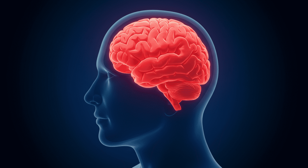 Zurdos vs. Diestros: ¿Qué dice la ciencia sobre sus diferencias? 3 Imagen digital del cerebro humano. Ilustración médica del cerebro con resaltado rojo.