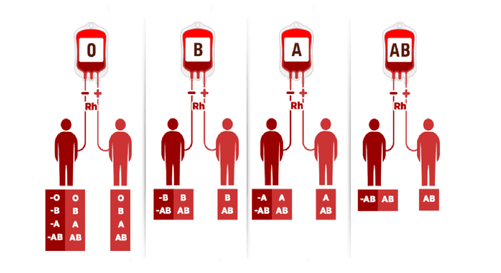 ¿Por Qué Existen Distintos Tipos de Sangre? Explicación Científica 5 ¿Por Qué Existen Distintos Tipos de Sangre? Explicación Científica | 1