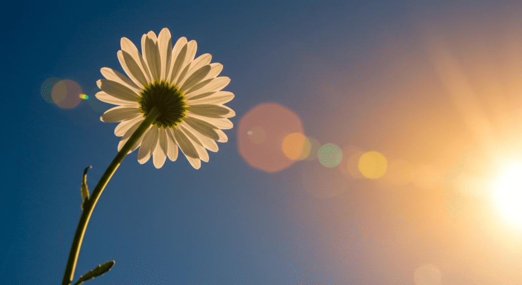 ¿Por qué tenemos alergias? Cuando el cuerpo reacciona sin razón aparente 1 Margarita a contraluz. Fotografía de flor blanca con cielo azul y sol. Imagen de primavera y naturaleza.