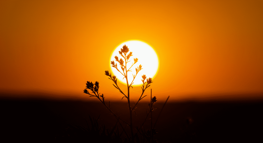 ¿Por qué los humanos tenemos diferentes tonos de piel? La ciencia lo explica 4 Silueta planta atardecer. Imagen de una planta en contraluz con un sol brillante de fondo. Naturaleza y paisajes al atardecer.