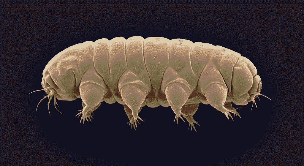 ¿Qué son los tardígrados? Conoce al ser más resistente del planeta 2 "Microfotografía de un tardígrado u oso de agua con fondo gris. Imagen de microscopio electrónico mostrando detalles del cuerpo y patas del microanimal. Estudio científico de la biología microscópica."