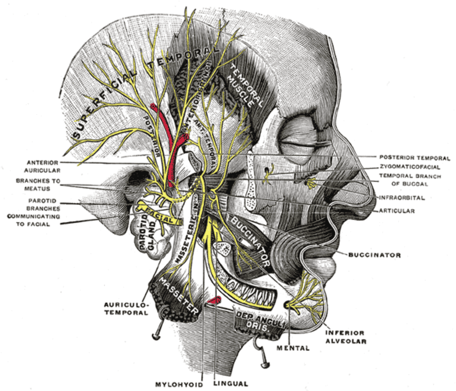 Parálisis facial: Causas, síntomas y el misterio detrás del síndrome de Bell 4 Ilustración anatómica antigua cara, músculos y nervios. Diagrama vintage de la anatomía facial humana mostrando músculos, nervios y glándulas. Ideal para contenido educativo, médico e histórico.