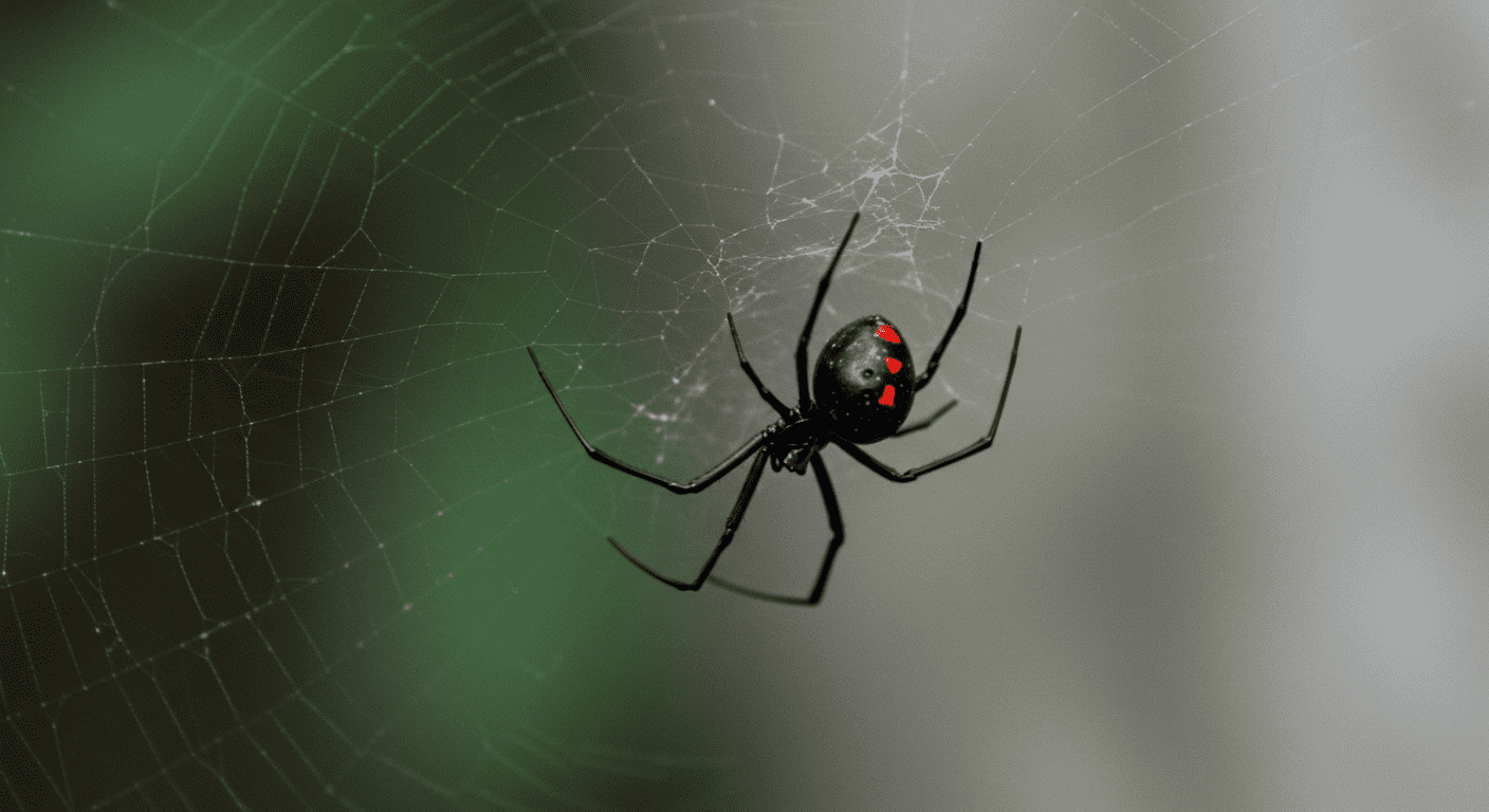 Araña viuda negra en su telaraña. Fotografía de una viuda negra mostrando su característica marca roja en el abdomen, atrapada en su red. Imagen de la fauna silvestre.