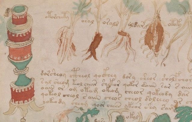 Manuscrito Voynich: el libro que nadie puede leer 3 Manuscrito Voynich: Varias raíces junto a un recipiente farmacéutico (detalle del f88r)