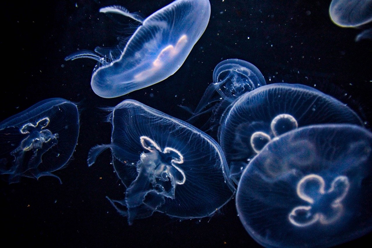 Curiosidades animales que parecen ciencia ficción 2 Medusas flotando en el mar, representando la bioluminiscencia y longevidad animal