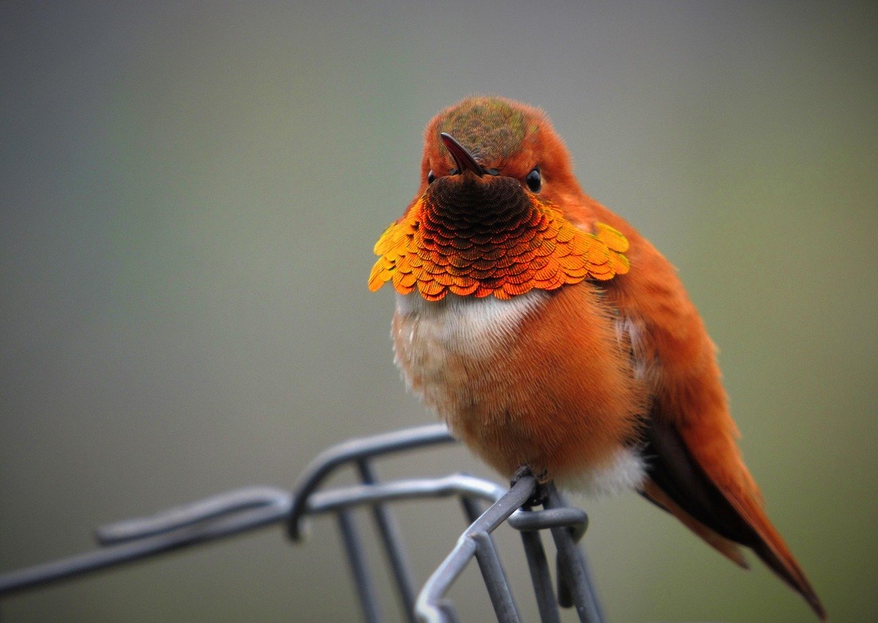 Curiosidades animales que parecen ciencia ficción 4 Colibrí colorido en reposo, ejemplo de aves con vuelo inverso y metabolismo extremo