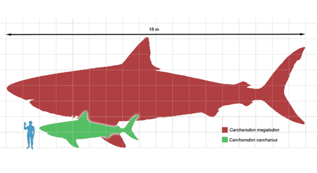 El megalodón: el tiburón gigante que dominó los océanos | 2