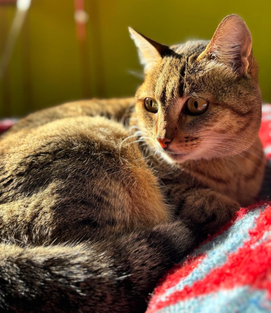 Gatos: entendamos mejor su lenguaje corporal 4 Gato hembra mirando con asombro