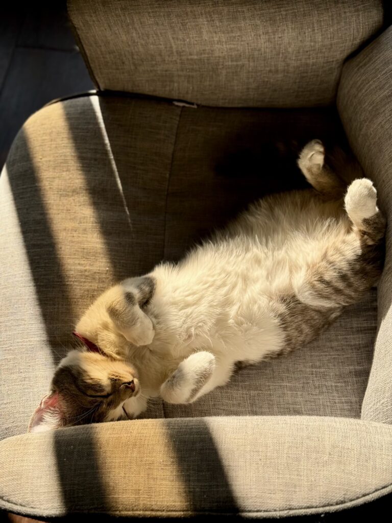 Gatos: entendamos mejor su lenguaje corporal 5 Gato hembra acostado durmiendo con la panza para arriba sobre una silla