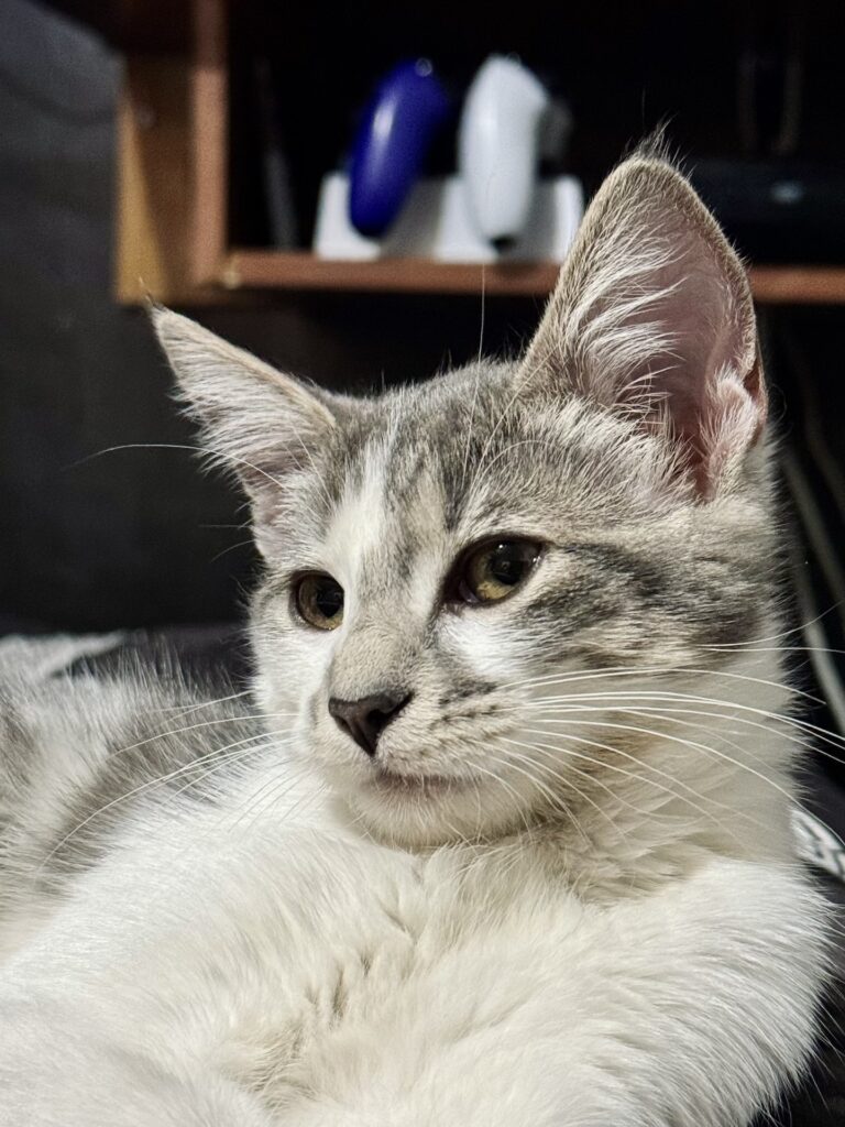 Gatos: entendamos mejor su lenguaje corporal 7 Primer plano de un gato hembra bebé