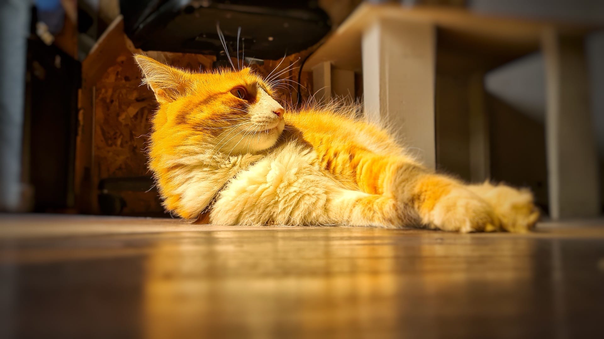 Gato recostado de manera relajada en el suelo de una habitación