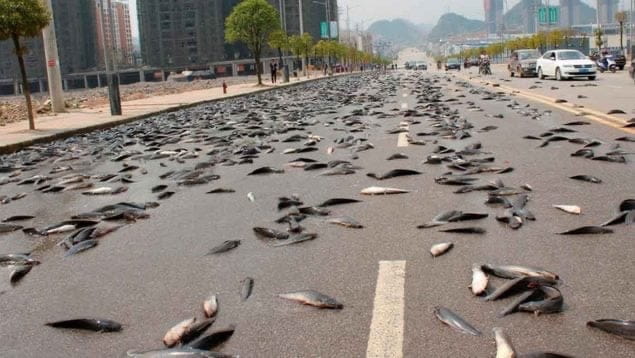 Escena realista de lluvias de peces en Honduras, un fenómeno natural entre los datos curiosos 2025.