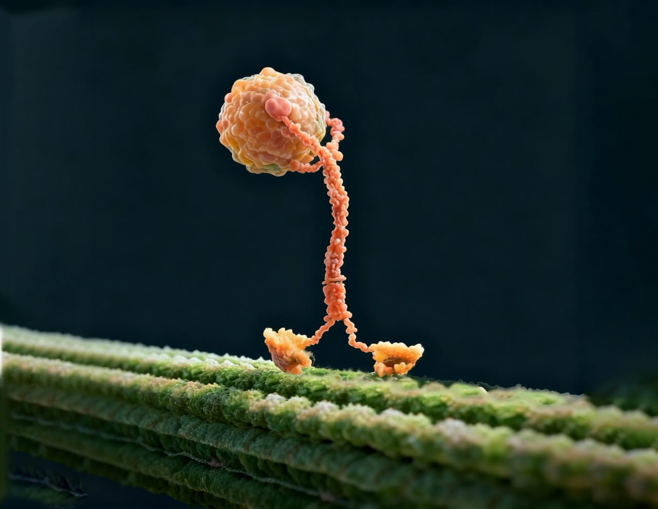 kinesina proteína caminando sobre un microtúbulo transportando vesícula intracelular