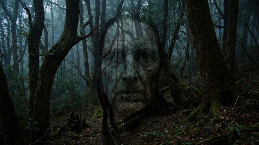 Sombras en un bosque que sugieren la forma de un rostro oculto